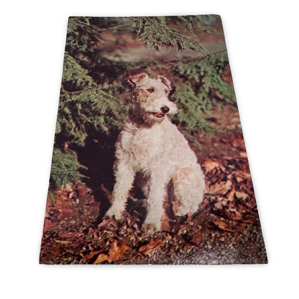 Vintage Fox Terrier Dog Postcard Miami Florida Plastichrome Unused 60s New P4134